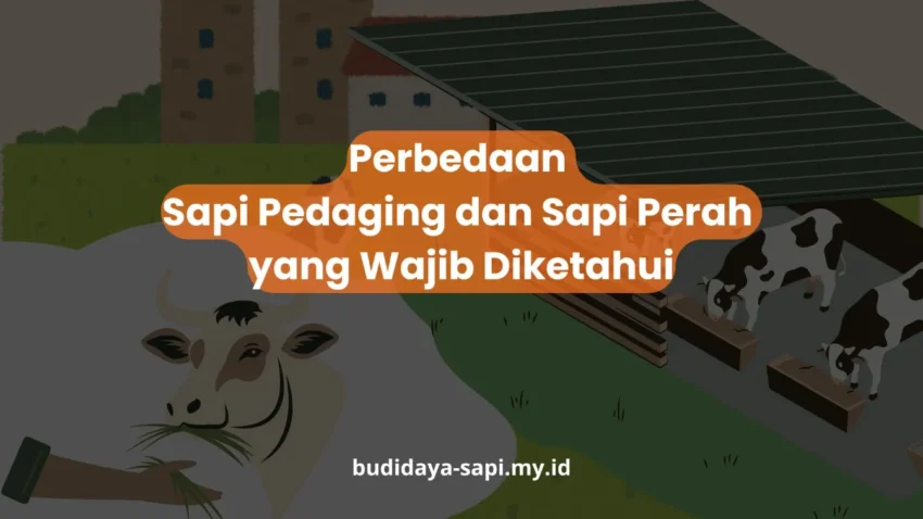 PELATIHAN PERBEDAAN SAPI PEDAGING DAN SAPI PERAH YANG WAJIB DIKETAHUI JAKARTA