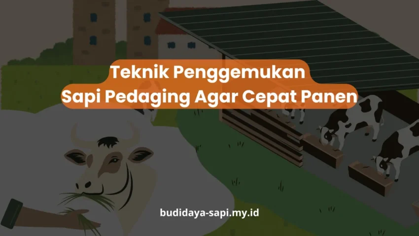PELATIHAN TEKNIK PENGGEMUKAN SAPI PEDAGING AGAR CEPAT PANEN JAKARTA